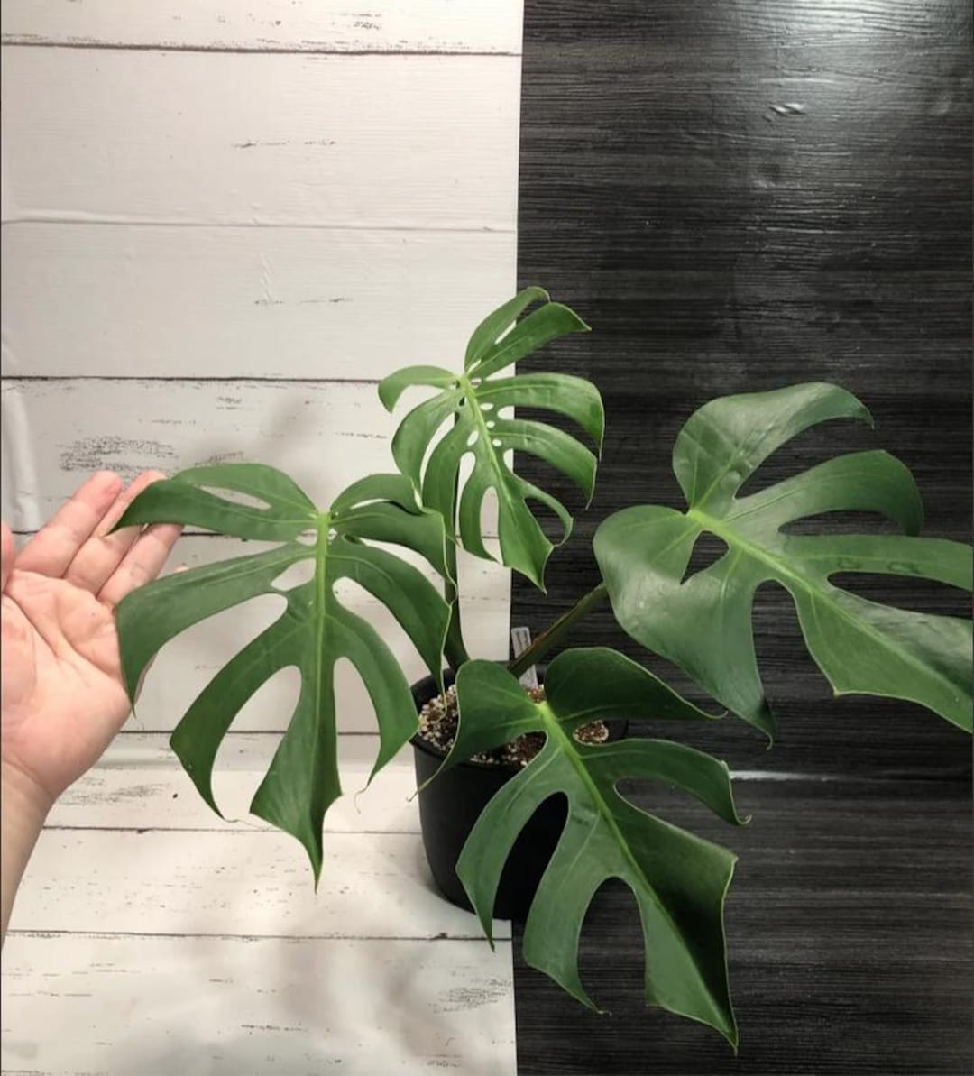 全品送料0円 Monstera Deliciosa Compacta 'dwarf Monstera' | Free Phyto モンステラ・ポトス