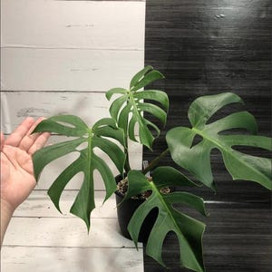Monstera Deliciosa Compacta  'Dwarf Monstera' | free phyto certificate | Read description for how to get a discount | shipping from Japan