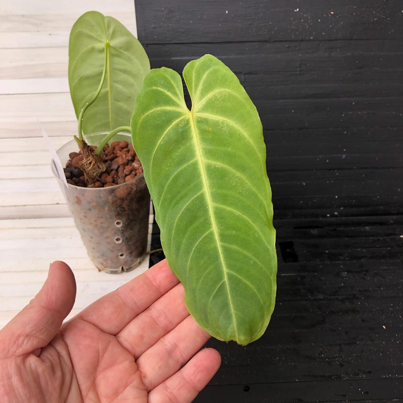 Anthurium Quermalense Free Phyto Read Description for How to Get a