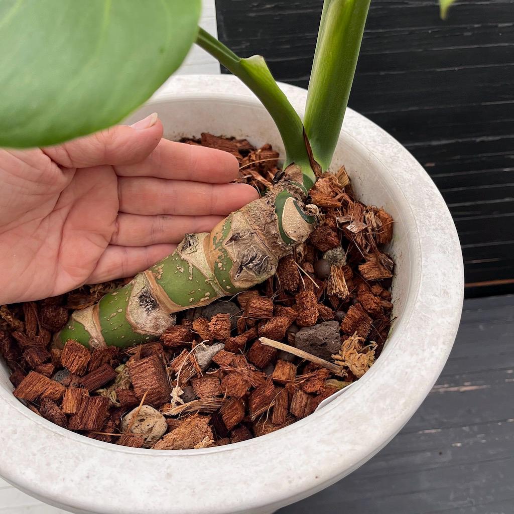 Monstera Deliciosa Compacta 'dwarf Monstera' | Free Phyto