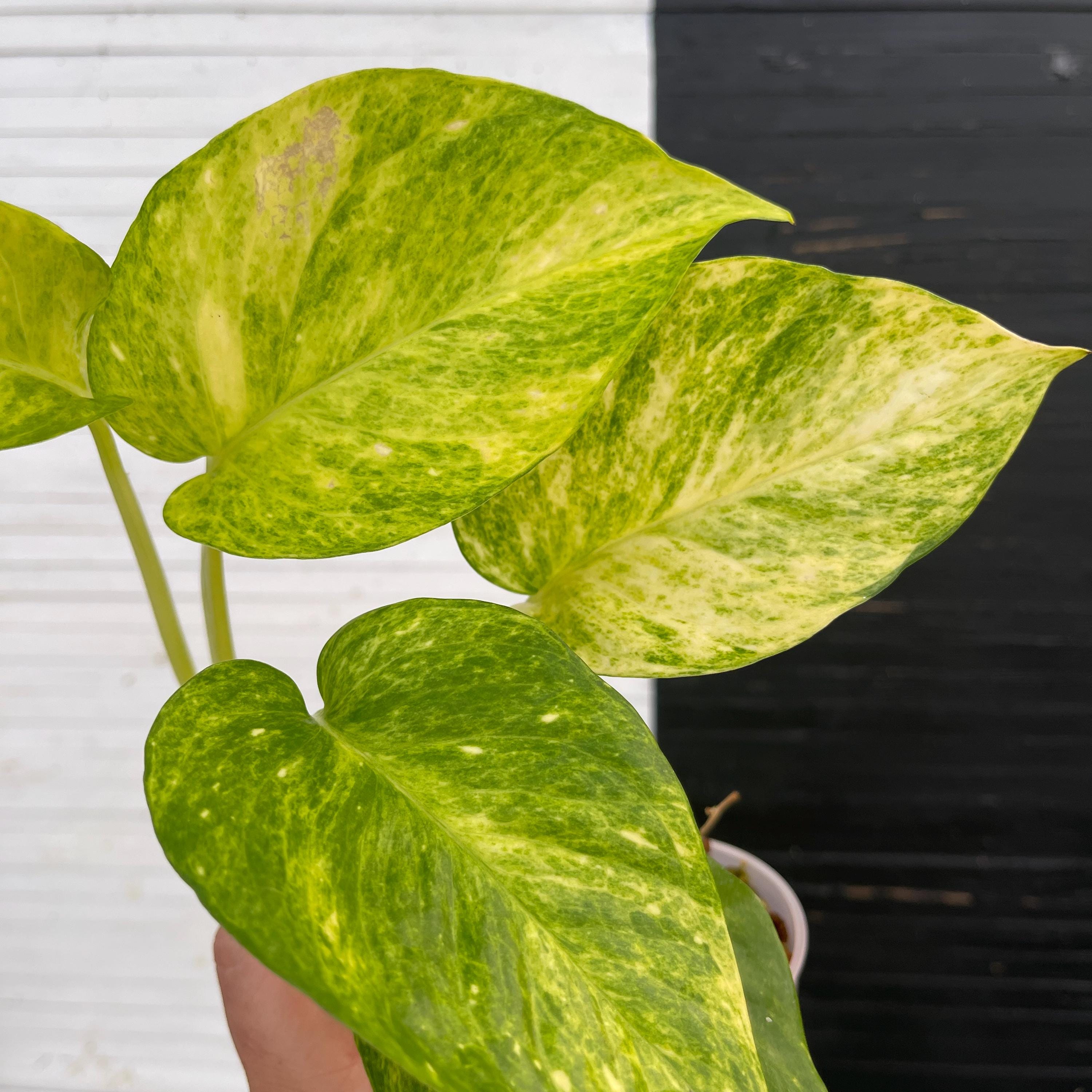 Pothos Teruno #25 Crystal Green | Terunoworld Series | Epipremnum