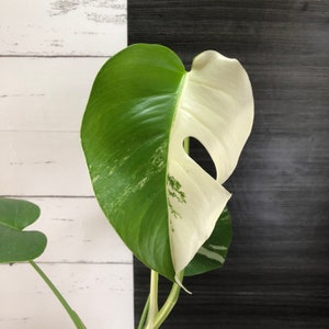 Full Variegated Monstera Borsigiana | Free phyto | Read description for how to get a discount | shipping from Japan