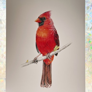 Cardinal Print