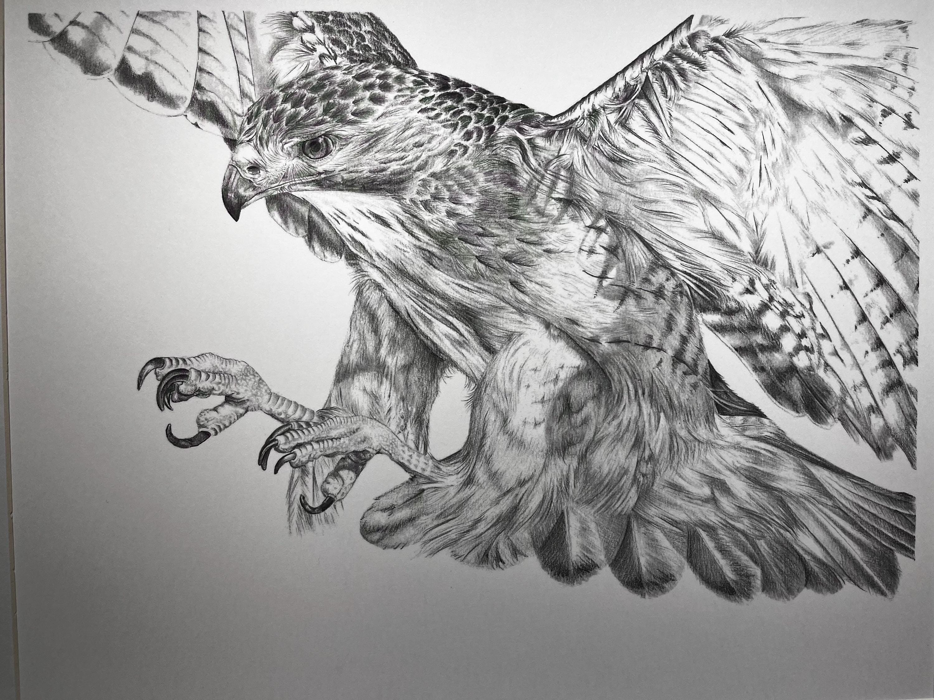 Hawk Rip Print Red Tailed Hawk Print - Etsy