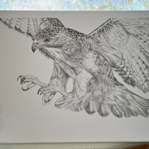 Red Tailed Hawk Print
