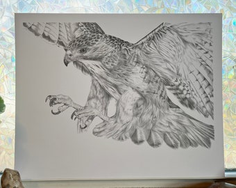 Red Tailed Hawk Print