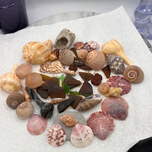 May include: A collection of seashells and sea glass in various colors and shapes, including pink, brown, white, and green. The shells are arranged on a white paper towel.