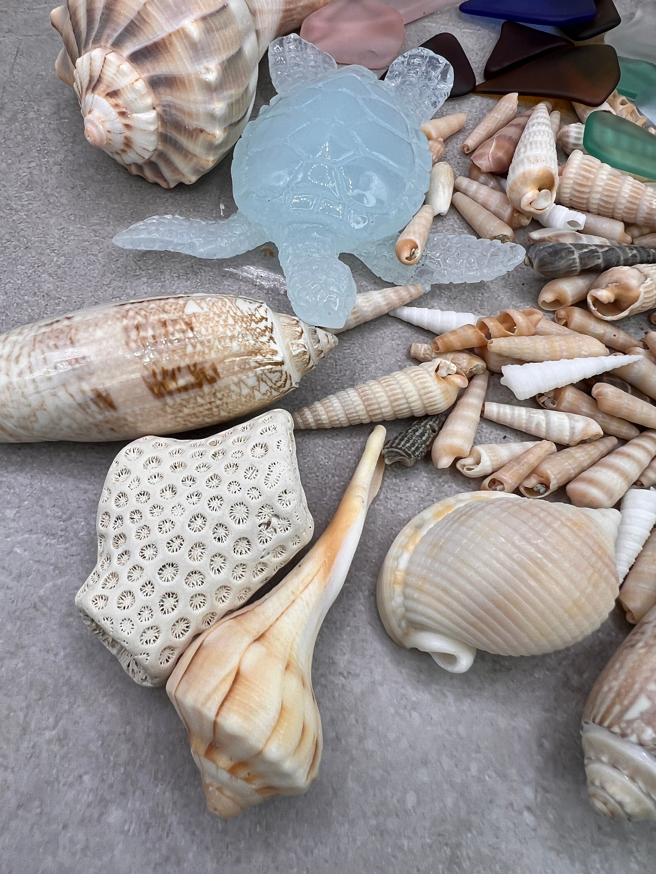 Ocean Shells. Beach Shells. Decor for Marine Aquariums, Interiors