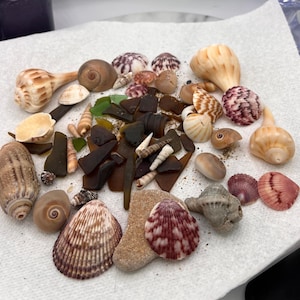 Florida Beach Shell Collection Sea Glass Resin Turtle Ocean Decor Souvenir Hand Picked Coastal