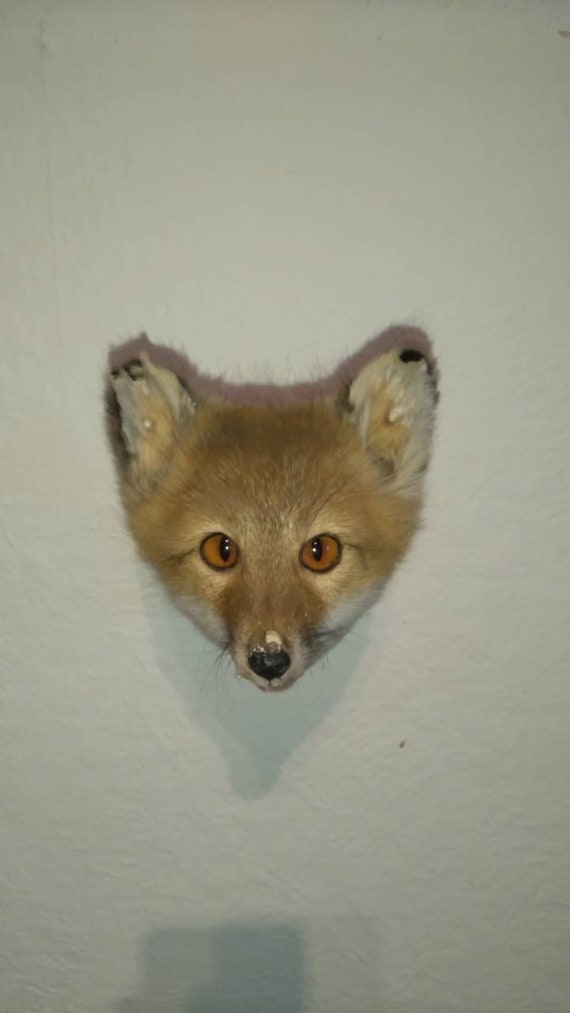 real stuffed fox