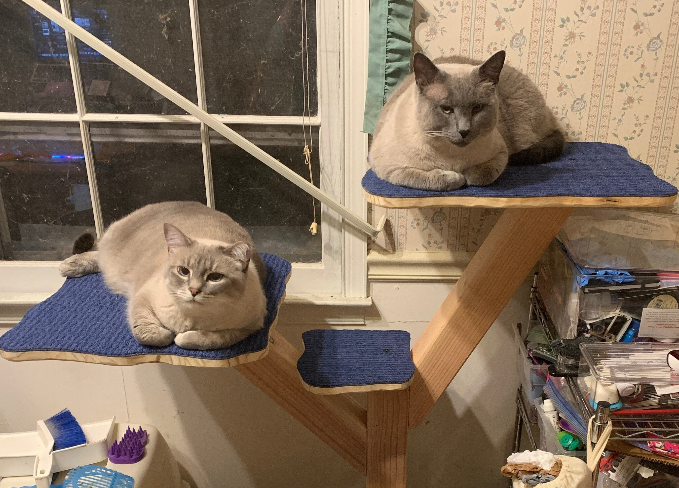 ゴージャスな SAPLING V.2 - 大型猫にも小型猫にも最適な最高品質の