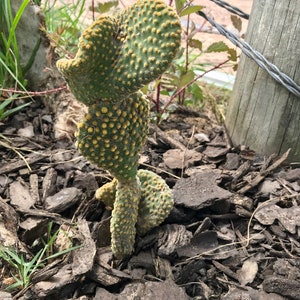 Waffle Cactus Opuntia Microdasys Cristata image 3