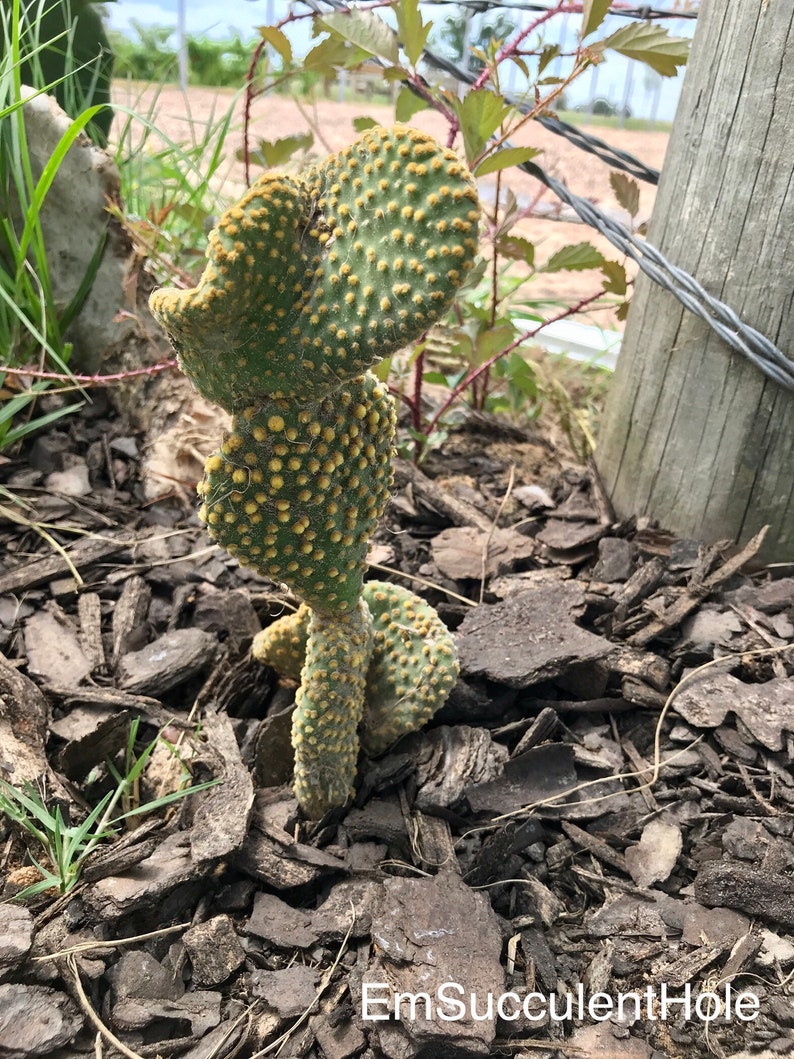 Waffle Cactus Opuntia Microdasys Cristata image 3