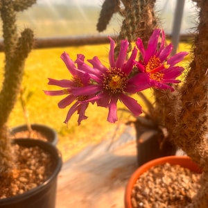 Teddy Bear Cholla - Cylindropuntia Bigelovii