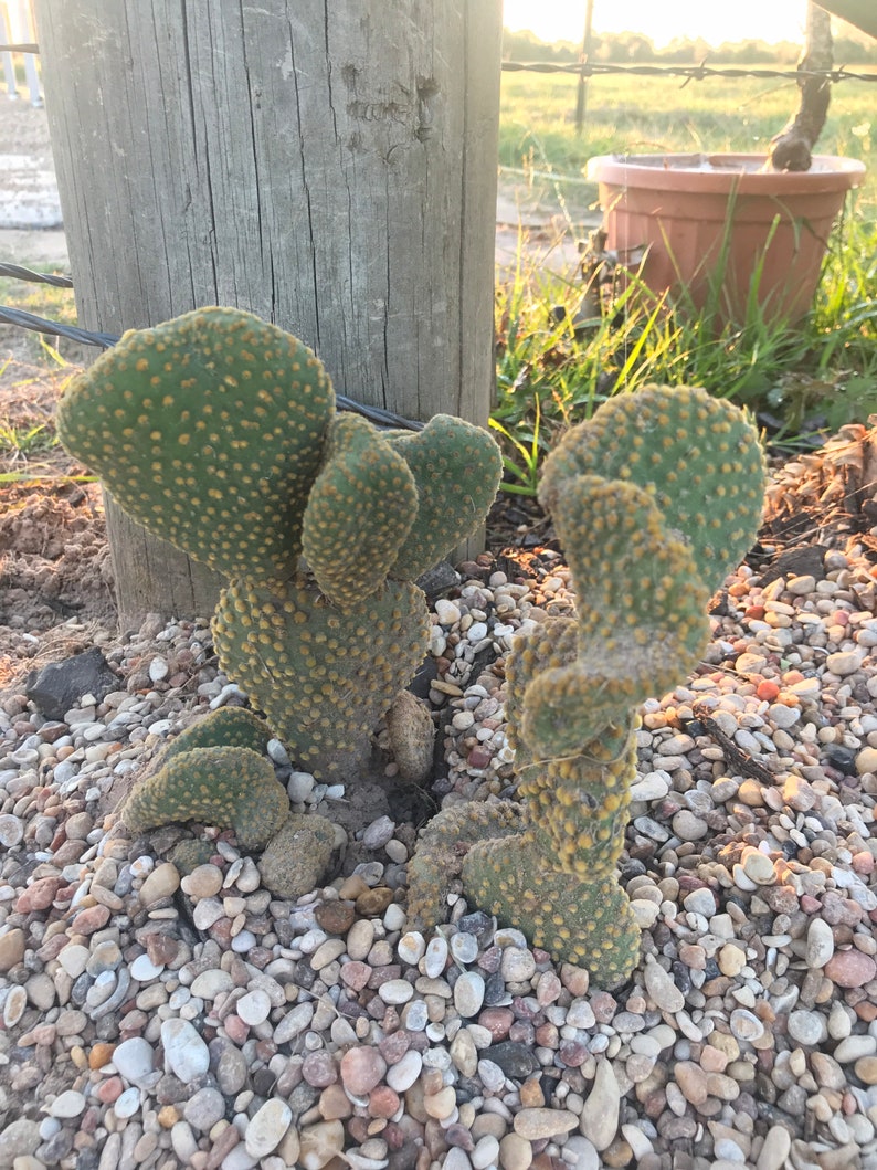 Waffle Cactus Opuntia Microdasys Cristata image 2