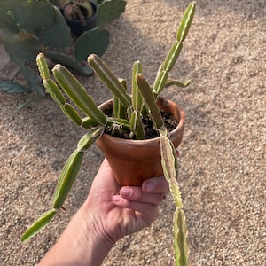 May include: A potted succulent plant with segmented stems and green and white edges. The plant is in a small, round, terracotta pot. The background is a gravel surface with other plants visible.