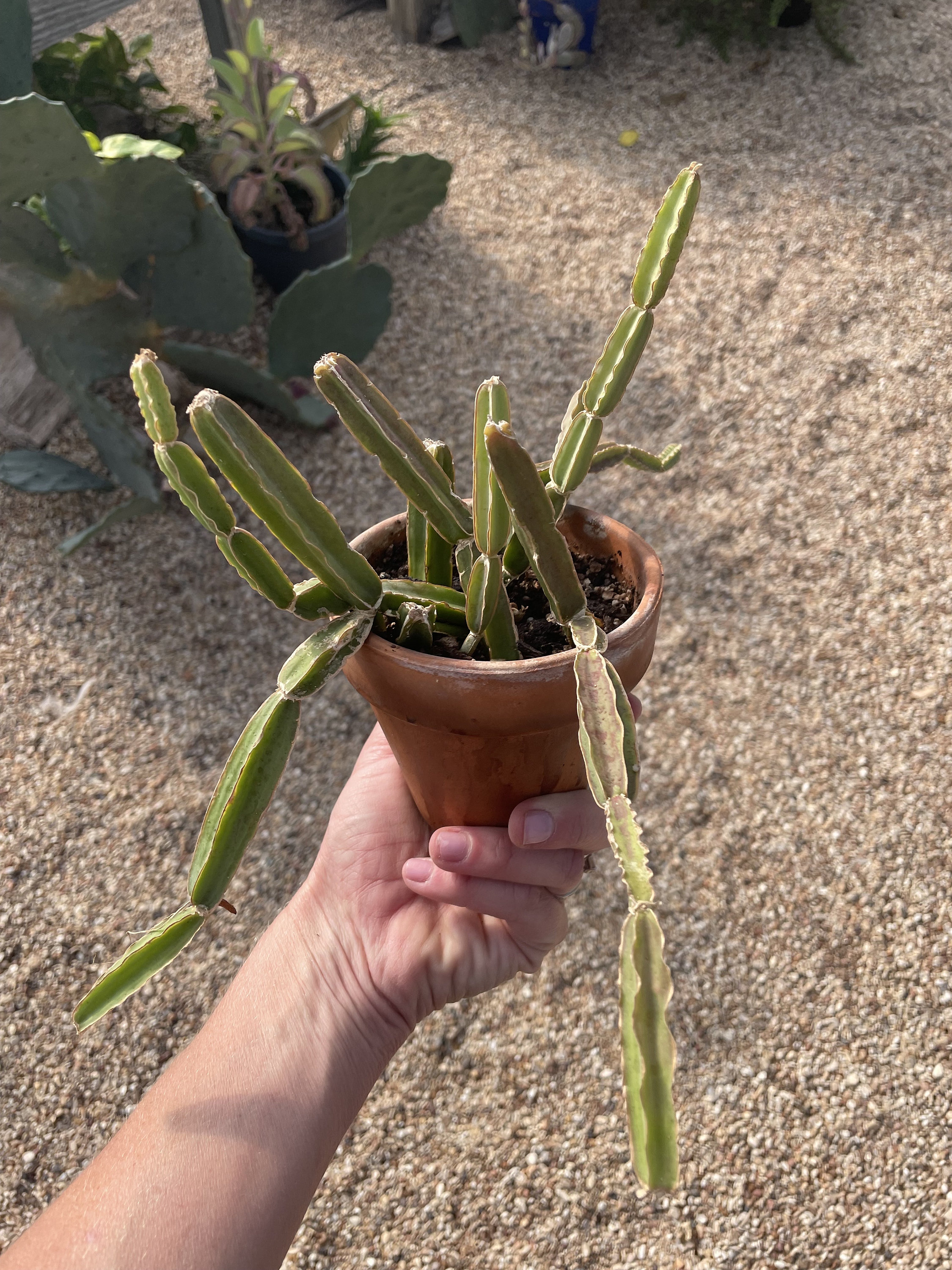 Cactus Cucumber - Vedlt Grape