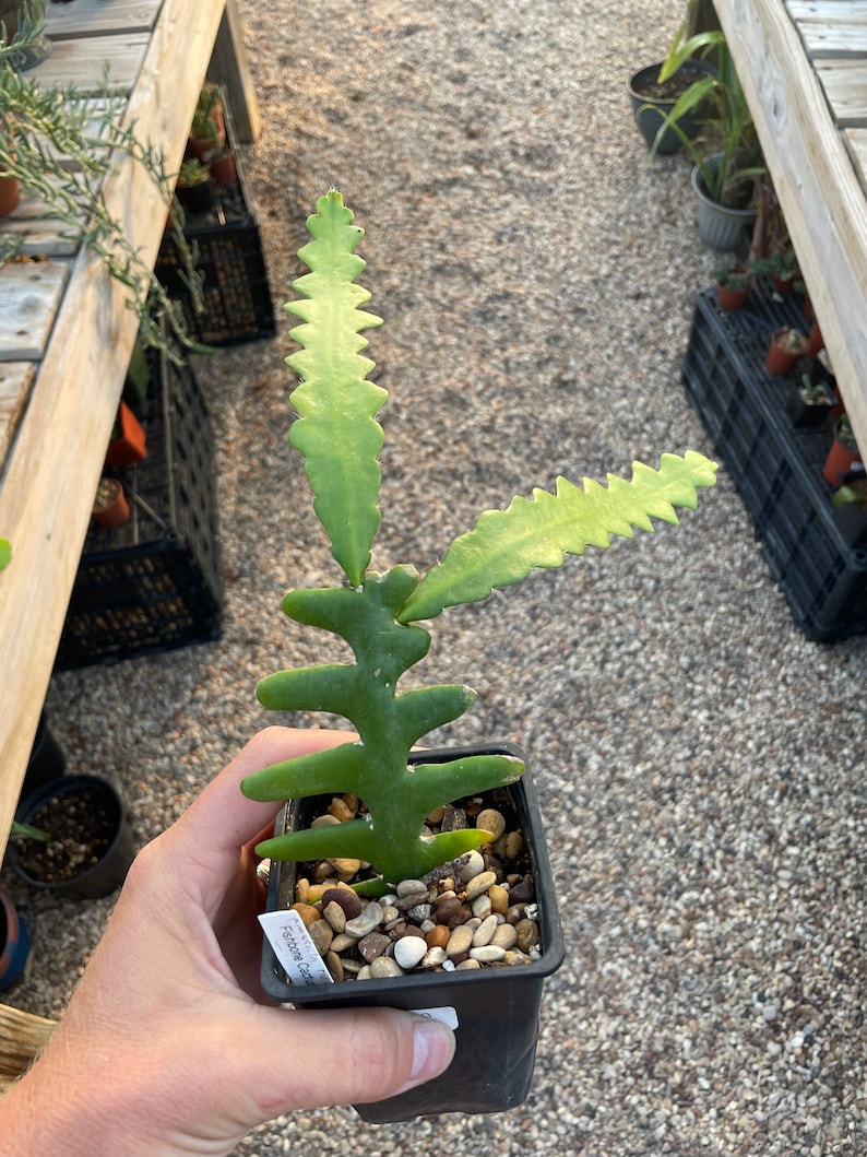 Fish Bone Cactus