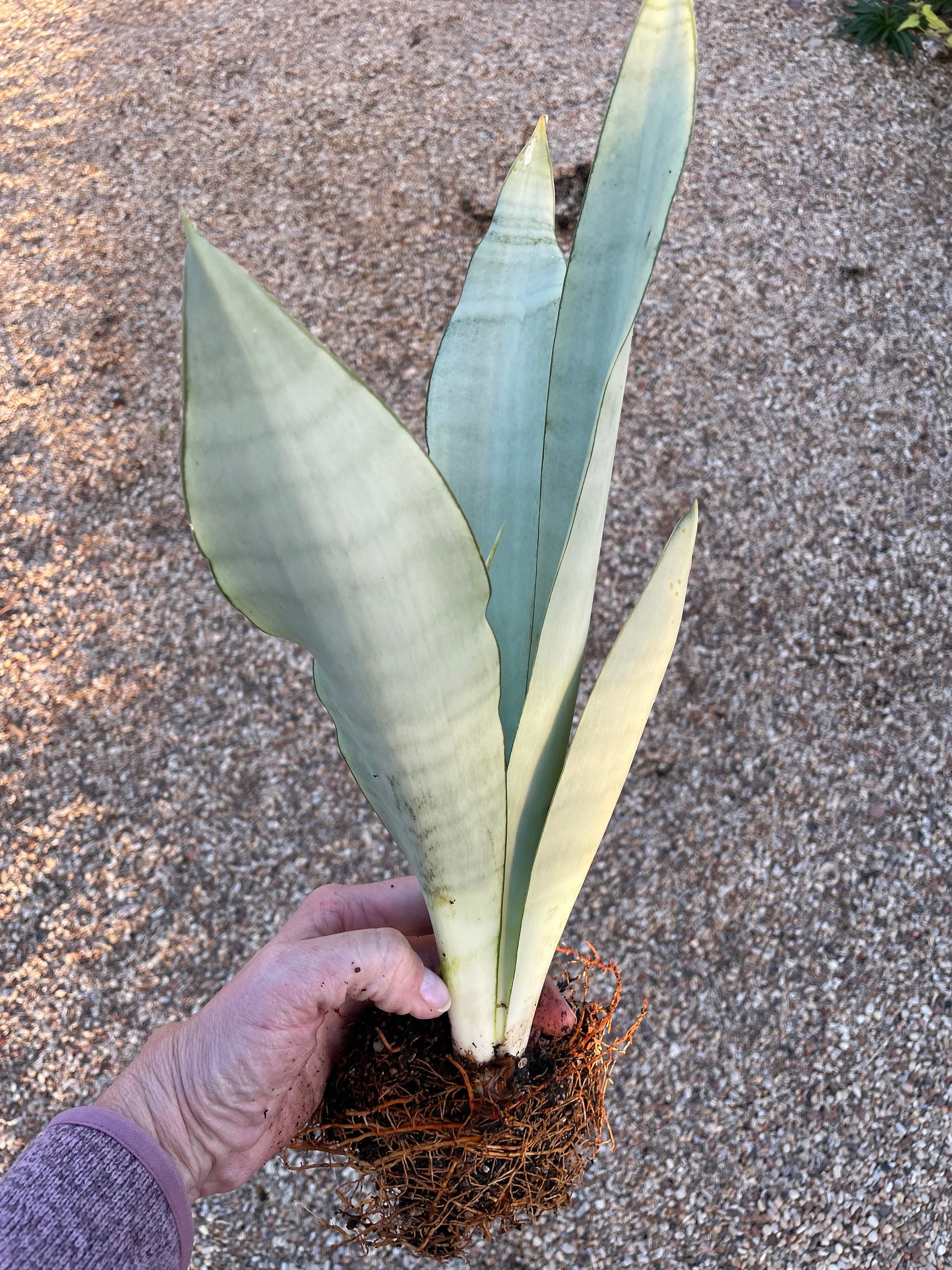Sansevieria Moonshine 5" pot