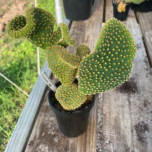 Waffle Cactus Opuntia Microdasys Cristata image 8