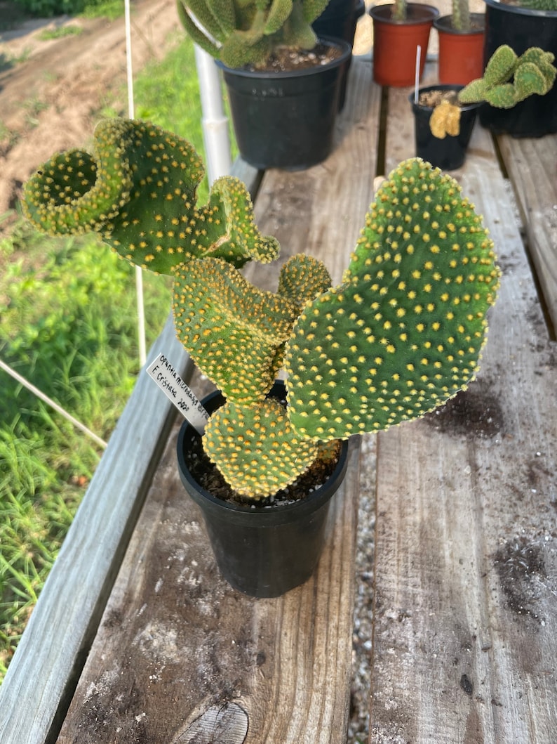 Waffle Cactus Opuntia Microdasys Cristata image 8