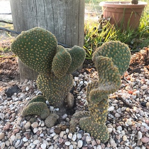 Waffle Cactus Opuntia Microdasys Cristata image 7