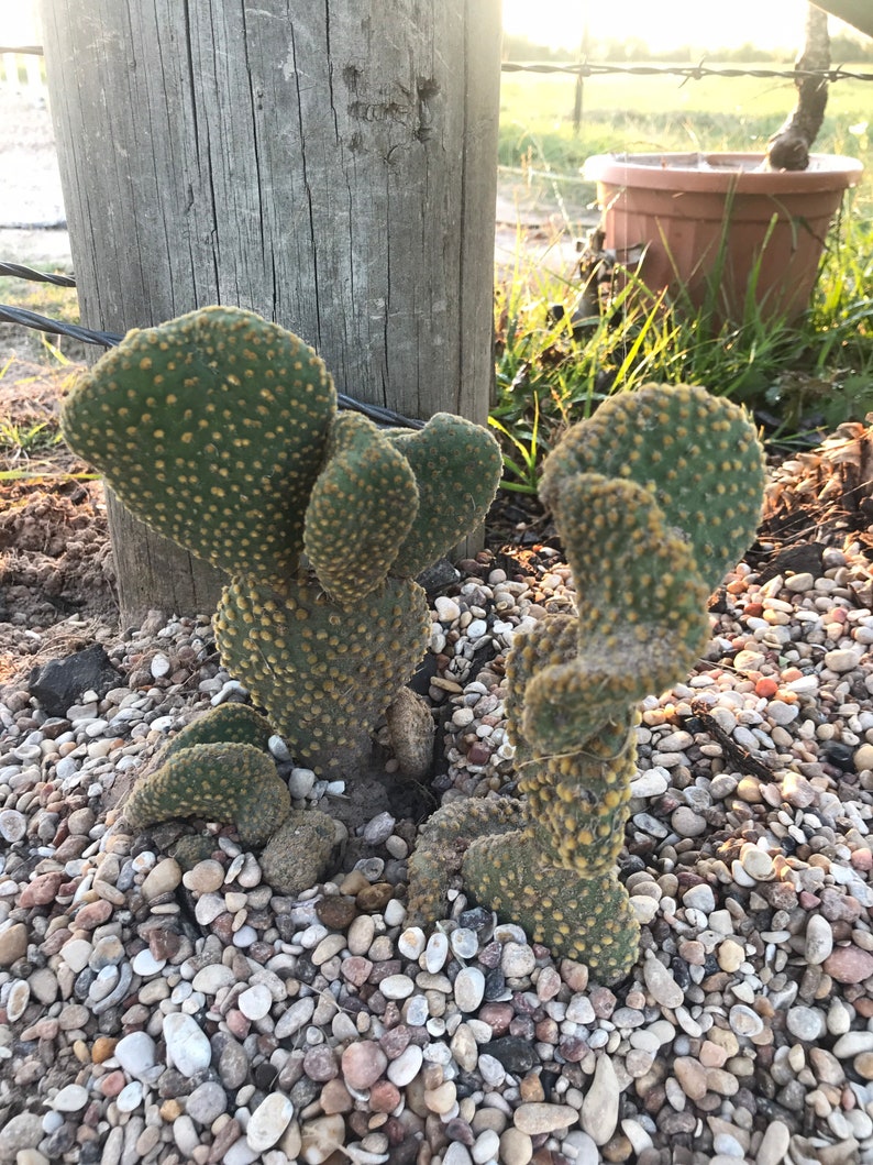 Waffle Cactus Opuntia Microdasys Cristata image 7