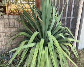 Adams Needle - Yucca Filamentosa