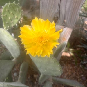 Spineless Prickly Pear - Opuntia Cacanapa - Ellisiana