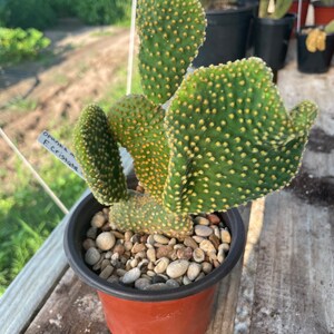 Waffle Cactus Opuntia Microdasys Cristata image 9