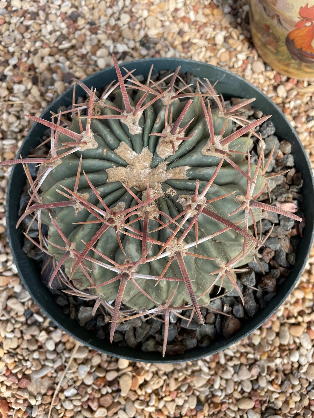 Echinocactus Texensis horse Crippler Etsy