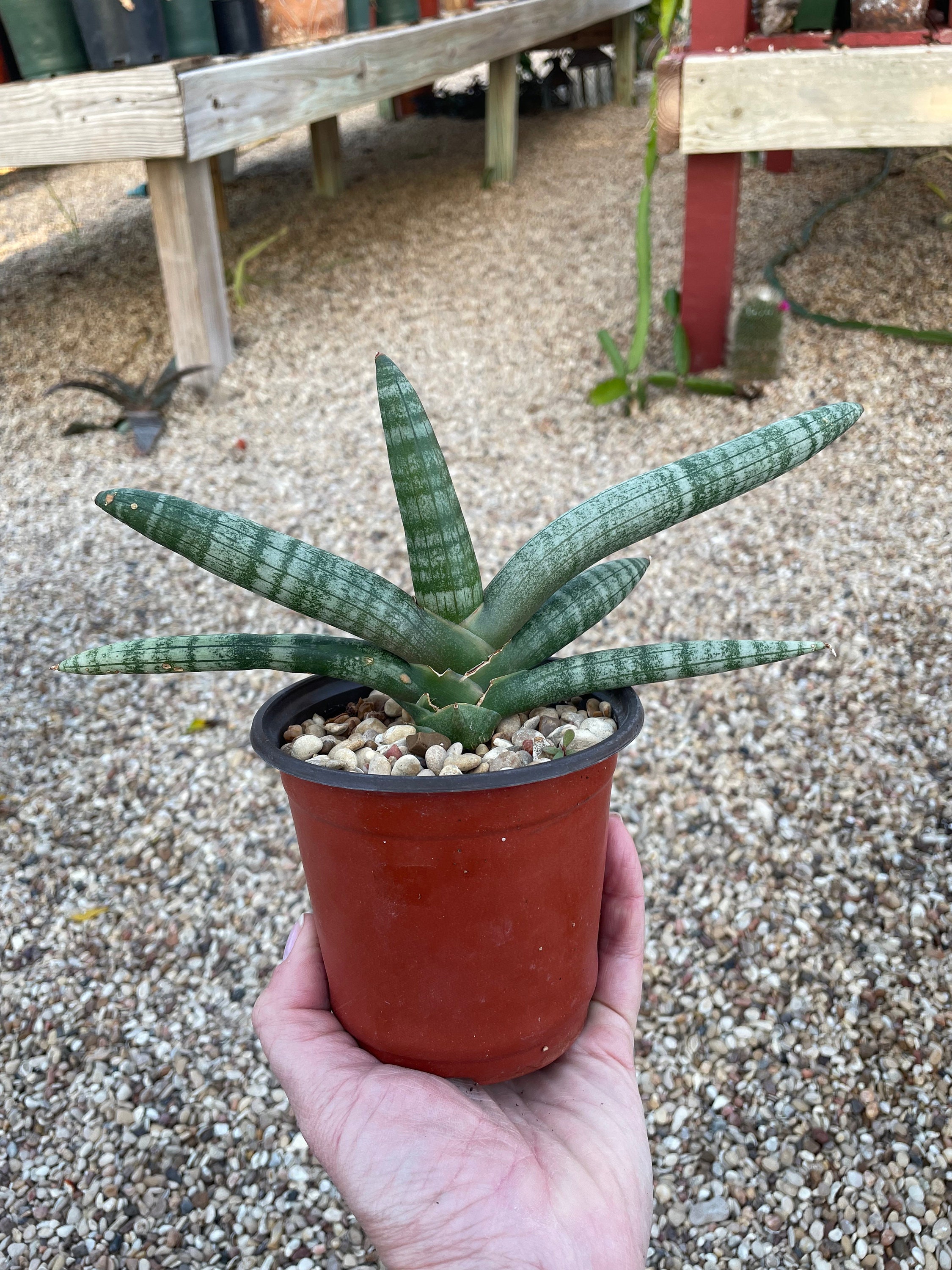 Rare Starfish Snake Plant - Sanseveria - Almost Impossible to Kill - 4" Pot