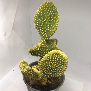 Waffle Cactus Opuntia Microdasys Cristata image 6