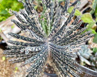 Mother Of Millions - Kalanchoe Daigremontiana