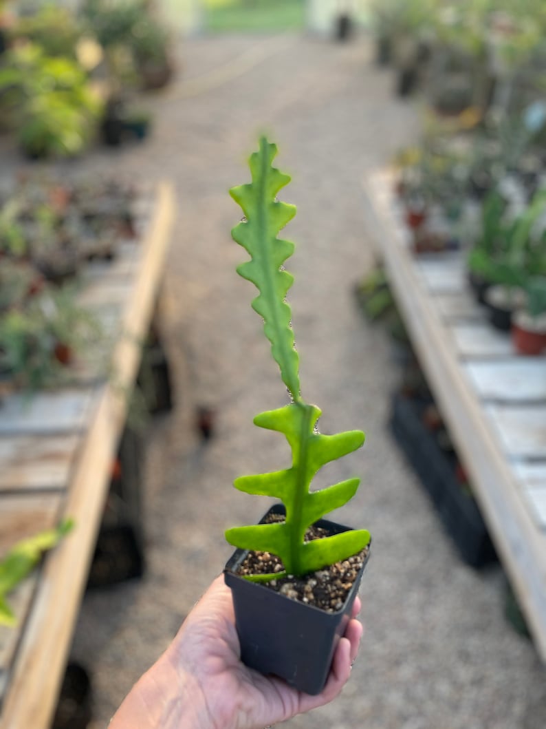 Fish Bone Cactus - Thumbnail 3