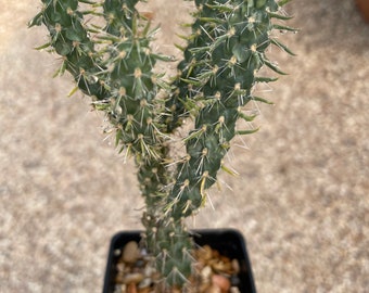 Teddy Bear Cholla - Cylindropuntia Bigelovii