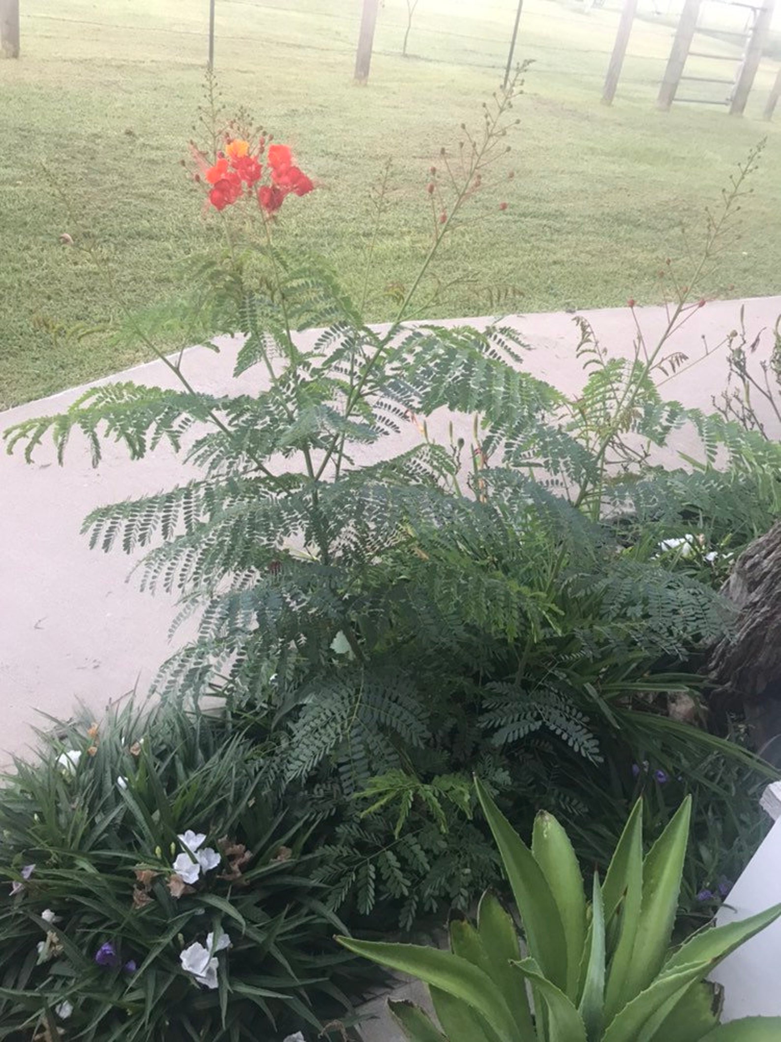 Pride of Barbados Seeds Etsy