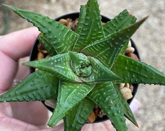 Haworthia limifolia