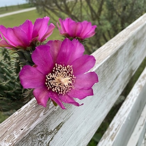 Cholla - Cylindropuntia