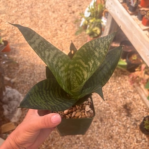 Sansevieria Trifasciata