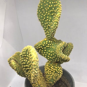 Waffle Cactus Opuntia Microdasys Cristata image 4