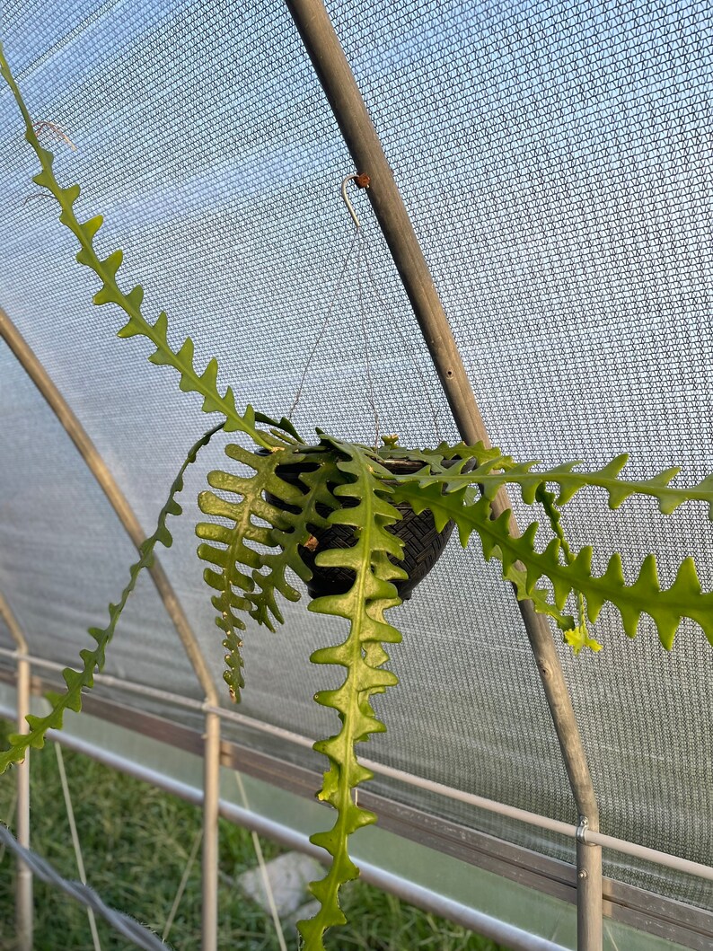 Fish Bone Cactus - Thumbnail 2