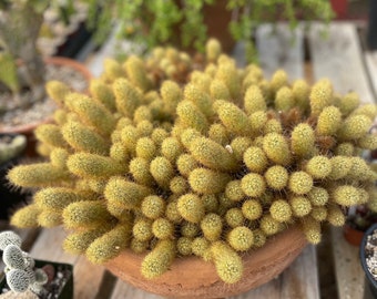 Ladyfinger Cactus - Mammillaria Elongata
