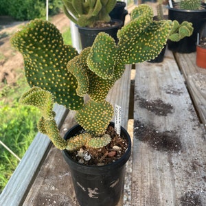 Waffle Cactus Opuntia Microdasys Cristata image 1