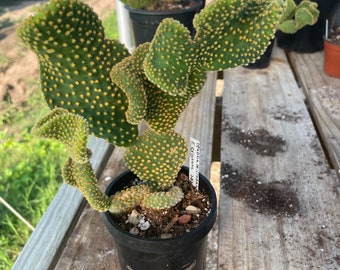 Waffle Cactus - Opuntia Microdasys Cristata