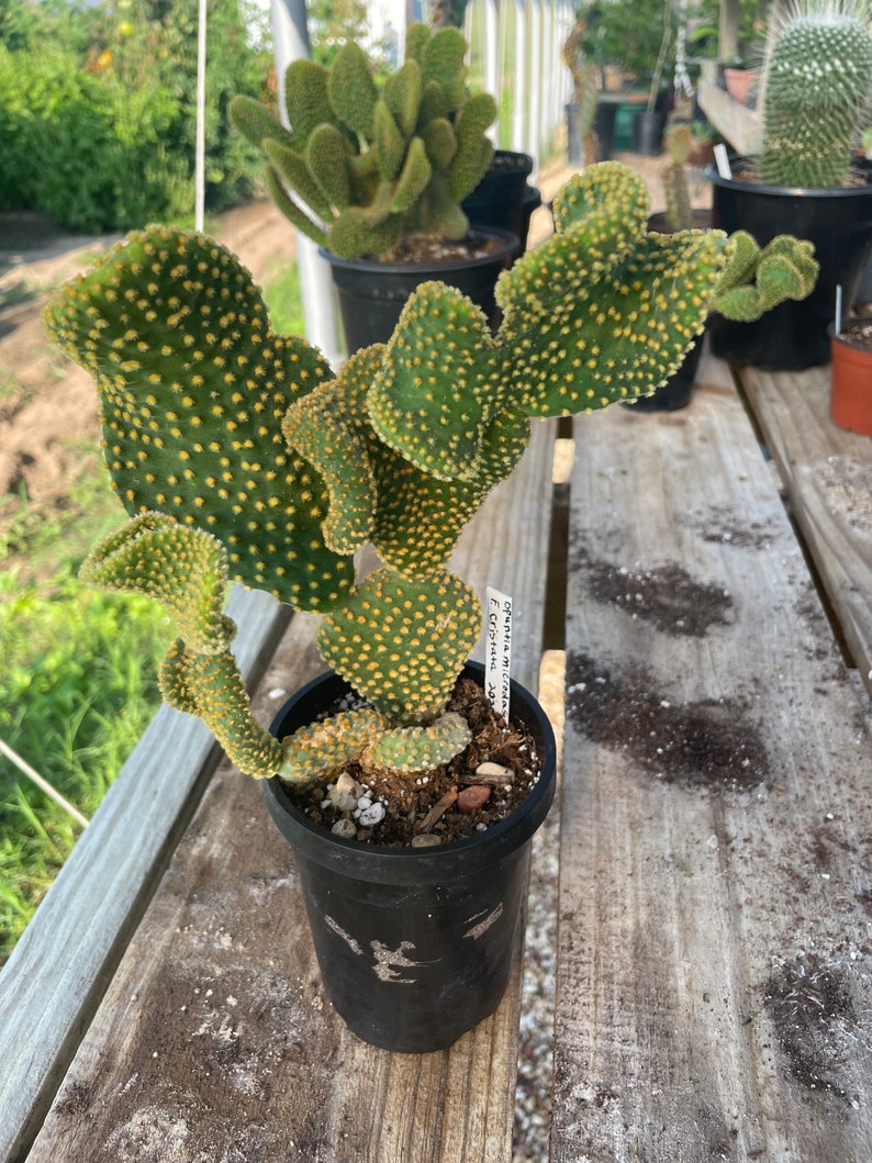 Waffle Cactus Opuntia Microdasys Cristata image 1