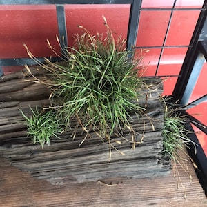 Ball Moss