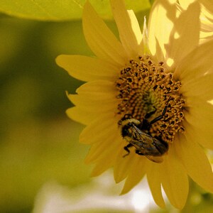 sunflower bumble bee