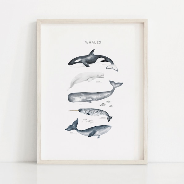 Whale Print, Educational print, Types of Whales art, Bathroom wall decor, Living room art, Whale species art, Digital Download