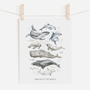 Whale Print, Educational print, Types of Whales art, Bathroom wall decor, Living room art, Whale species art, Digital Download